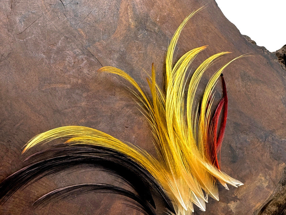 10 Pieces - Mini 1-2" Natural Gold Golden Pheasant Tippet Crest Feather