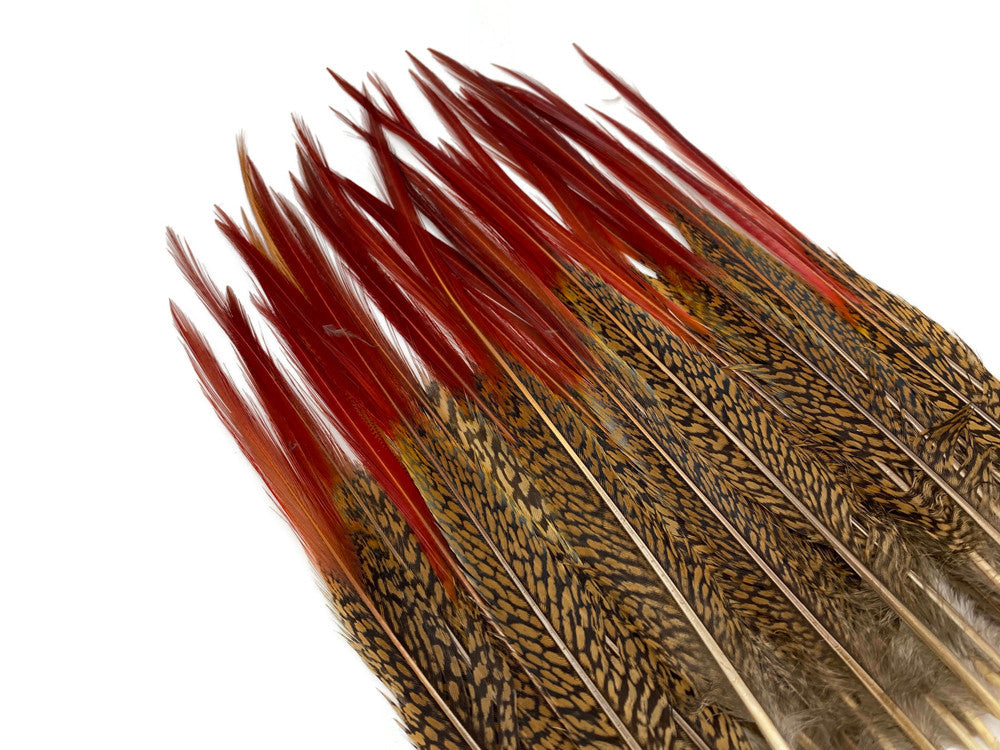 10 Pieces - 10-12" Natural Red Golden Pheasant Red Tip Loose Pointy Feathers