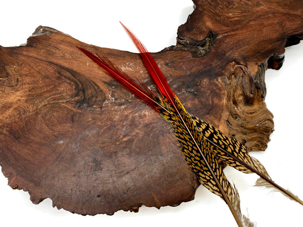 10 Pieces - 10-12" Natural Red Golden Pheasant Red Tip Loose Pointy Feathers