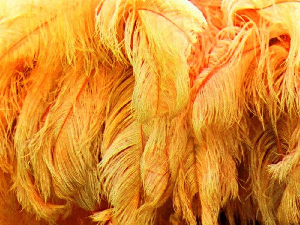 1/2 Lb. - 25-29" Golden Yellow Large Ostrich Wing Plume Wholesale Feathers (Bulk)