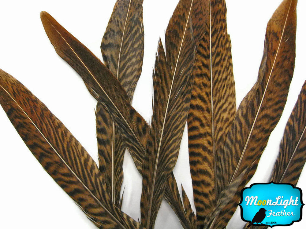 10 Pieces - 4-6" Natural Golden Pheasant Tail Feathers