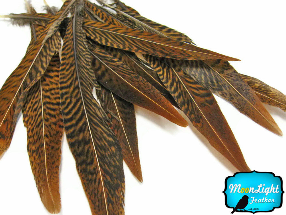 10 Pieces - 8-10" Natural Golden Pheasant Tail Feathers