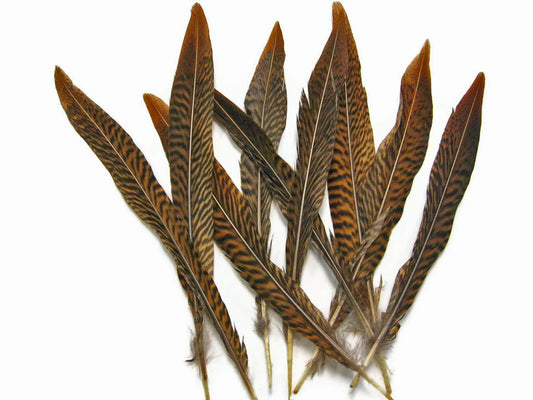 10 Pieces - 6-8" Natural Golden Pheasant Tail Feathers