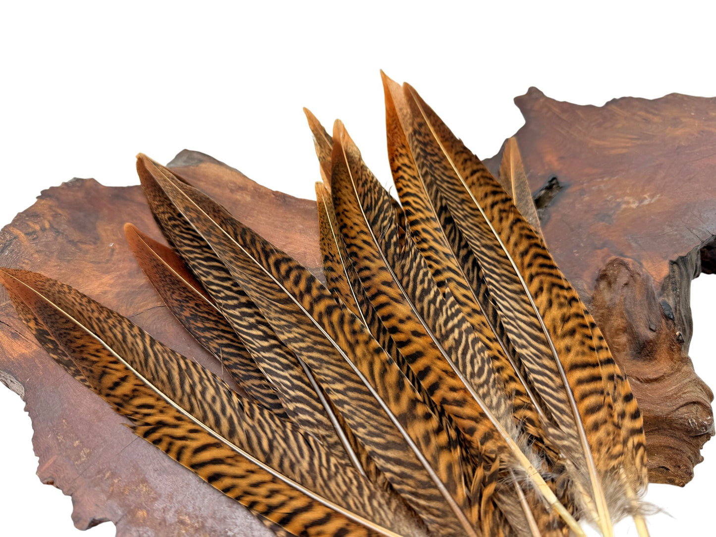 10 Pieces - 10-12" Natural Golden Pheasant Tail Feathers