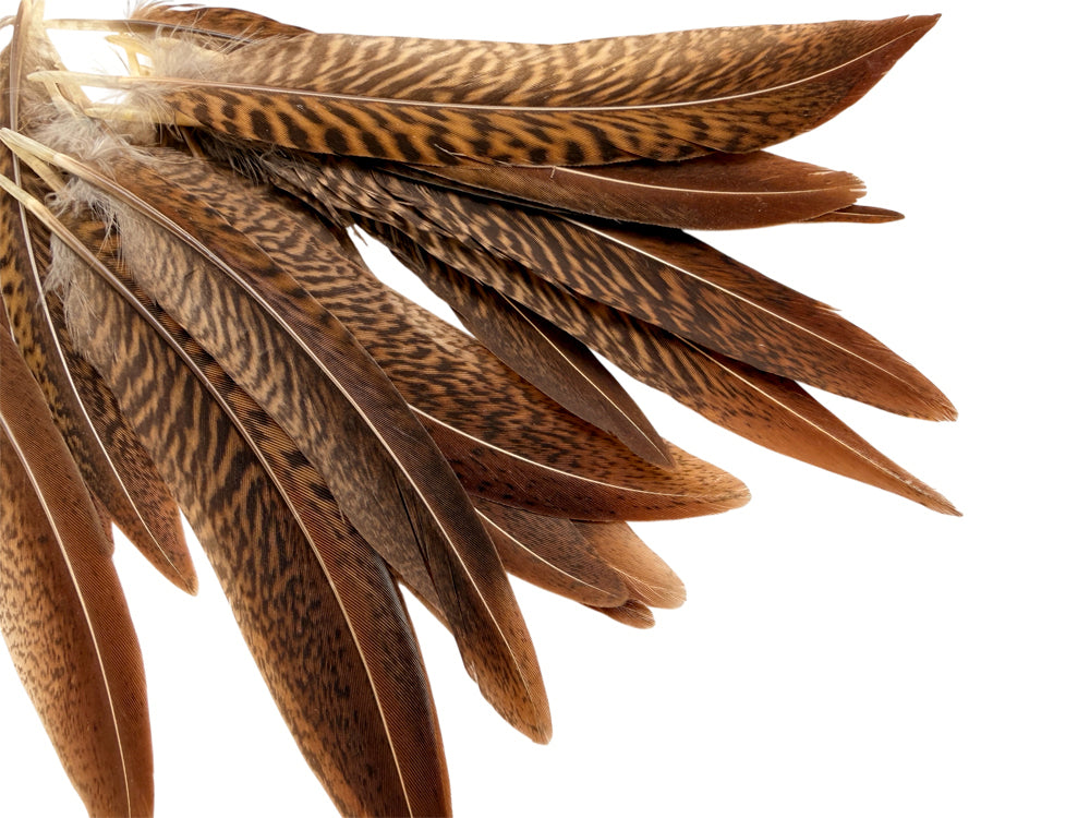 10 Pieces - 4-6" Natural Golden Pheasant Tail Feathers