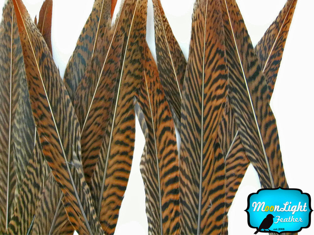 50 Pieces - 10-12" Natural Golden Pheasant Tail Wholesale Feathers (Bulk)