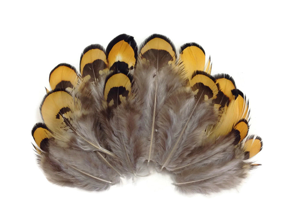 1 Pack - Golden Yellow Reeves Venery Pheasant Plumage Feathers 0.10 Oz.