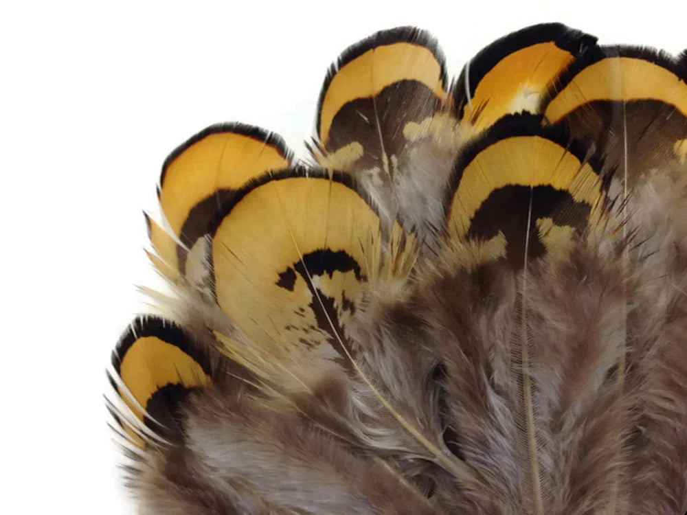 1 Pack - Golden Yellow Reeves Venery Pheasant Plumage Feathers 0.10 Oz.