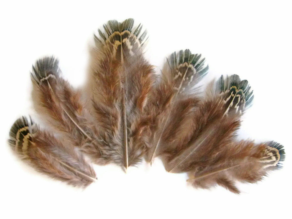 1 Pack - Natural Green Almonds Ringneck Pheasant Plumage Feathers 0.10 Oz.