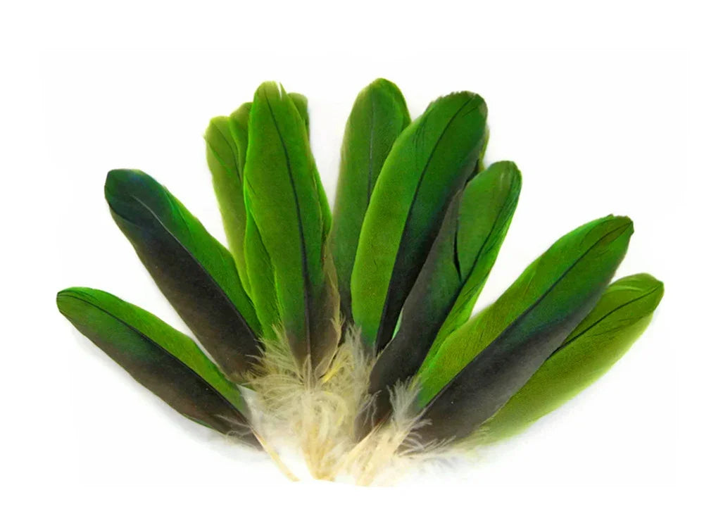 Vibrant green and black natural feathers for crafts and fashion DIY supplies.