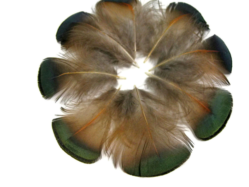 1 Pack - Iridescent Green Bronze Golden Pheasant Plumage Feathers 0.10 Oz