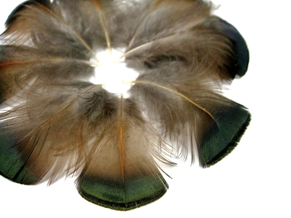 1 Pack - Iridescent Green Bronze Golden Pheasant Plumage Feathers 0.10 Oz