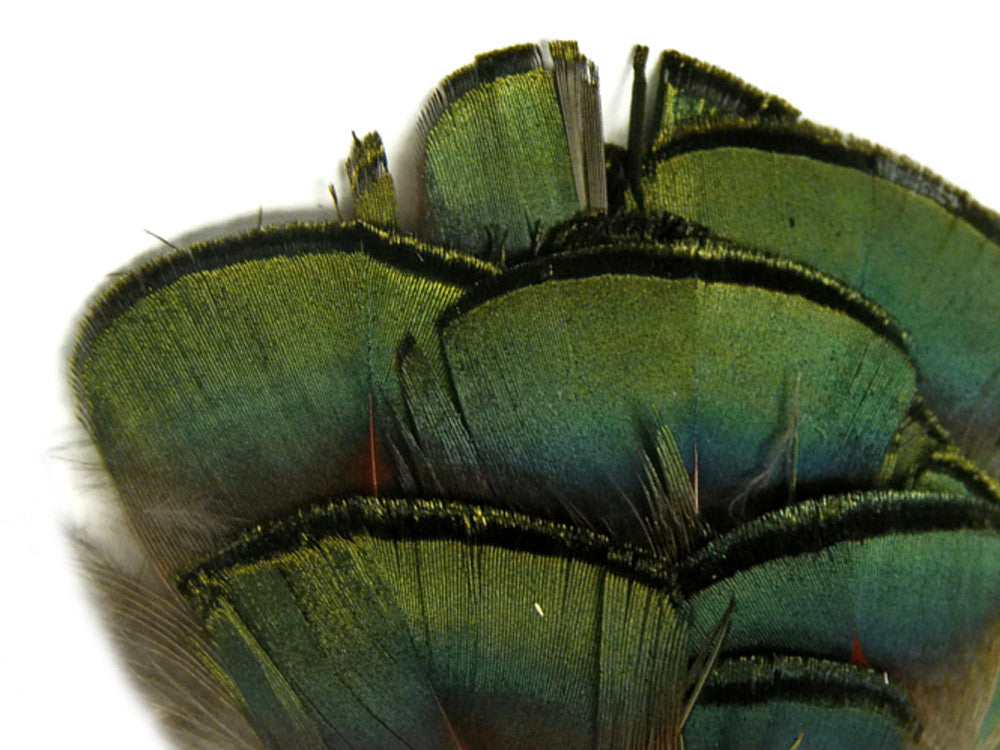 1 Pack - Iridescent Green Bronze Golden Pheasant Plumage Feathers 0.10 Oz