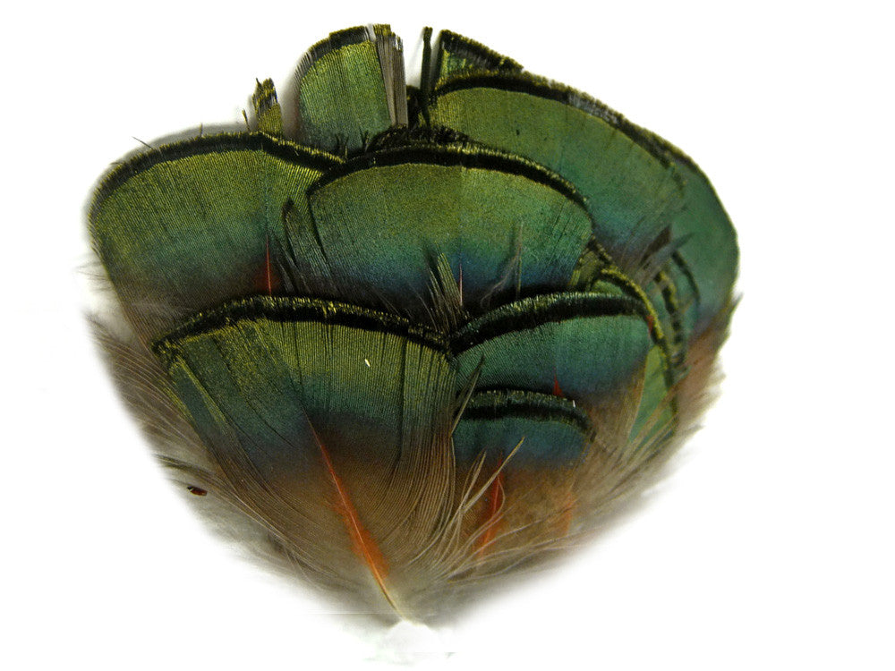 1 Pack - Iridescent Green Bronze Golden Pheasant Plumage Feathers 0.10 Oz