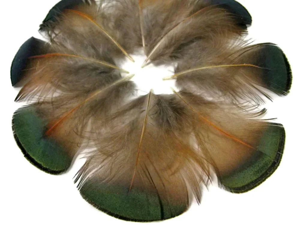 Brown and green iridescent feathers arranged in a circular pattern for DIY crafts.