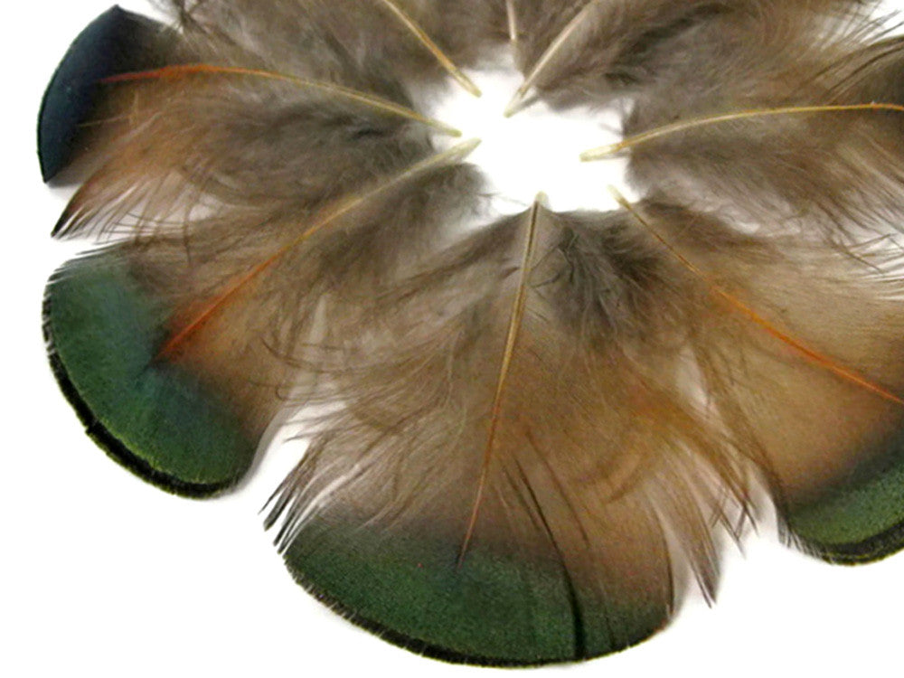 1 Pack - Iridescent Green Bronze Golden Pheasant Plumage Feathers 0.10 Oz