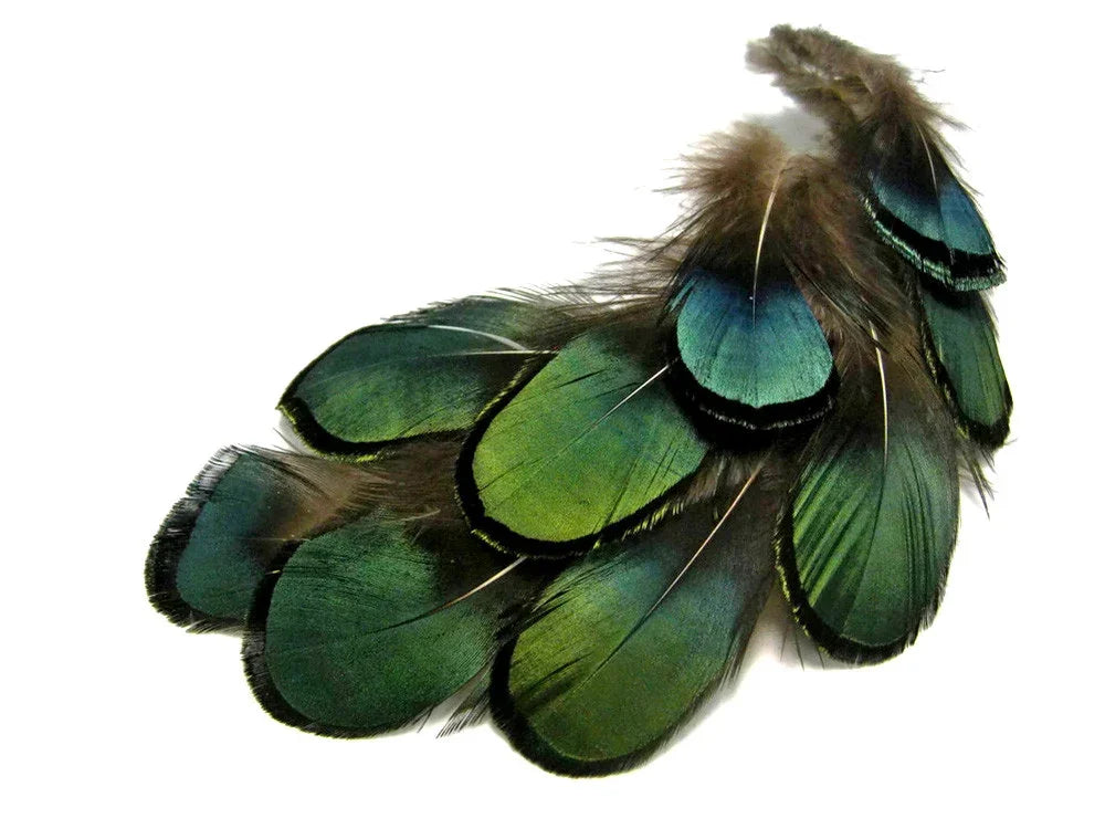 Iridescent green and blue peacock feathers for craft and fashion DIY supplies.