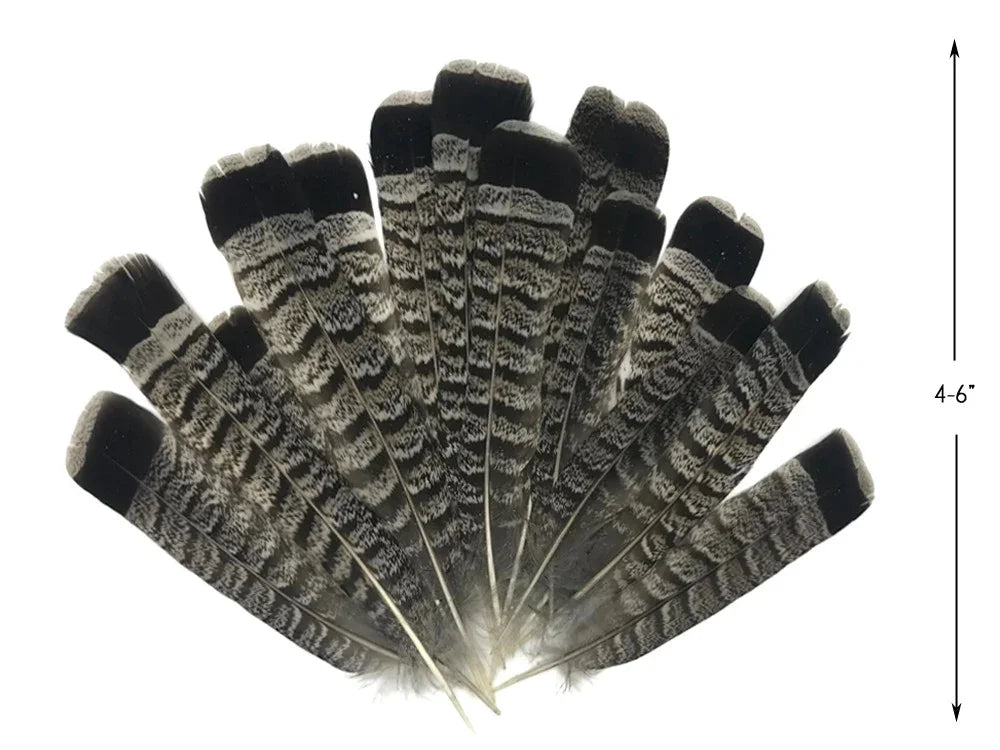 Striped black and white patterned feathers for DIY crafts and fashion decor, 4-6 inches.