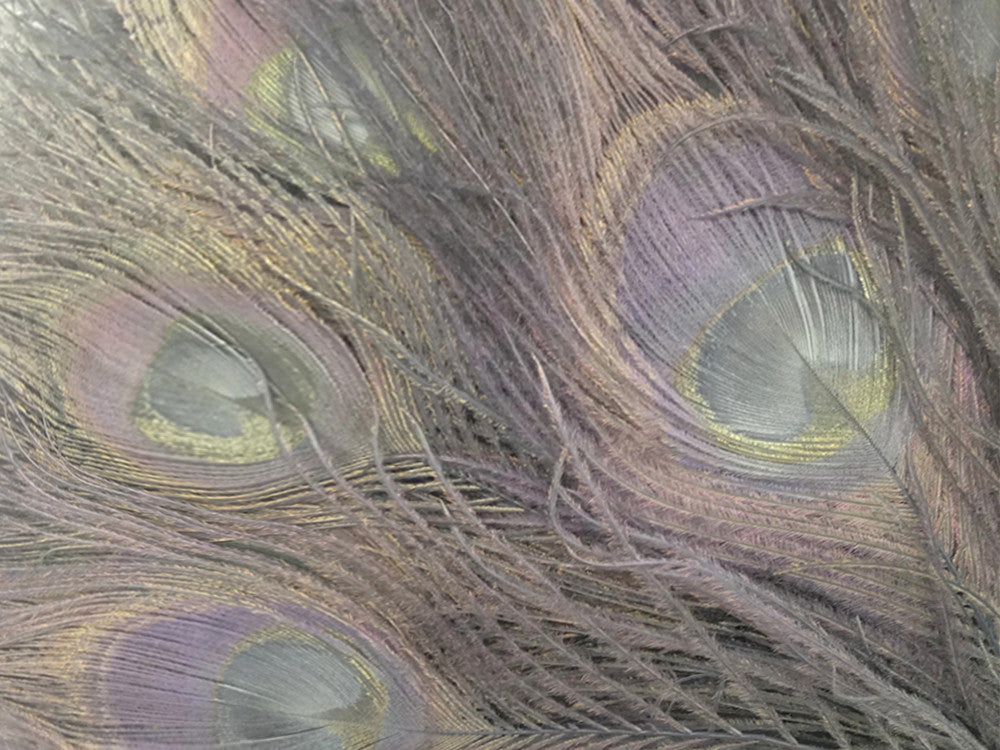100 Pieces – Silver Gray Bleached & Dyed Peacock Tail Eye Wholesale Feathers (Bulk) 10-12” Long