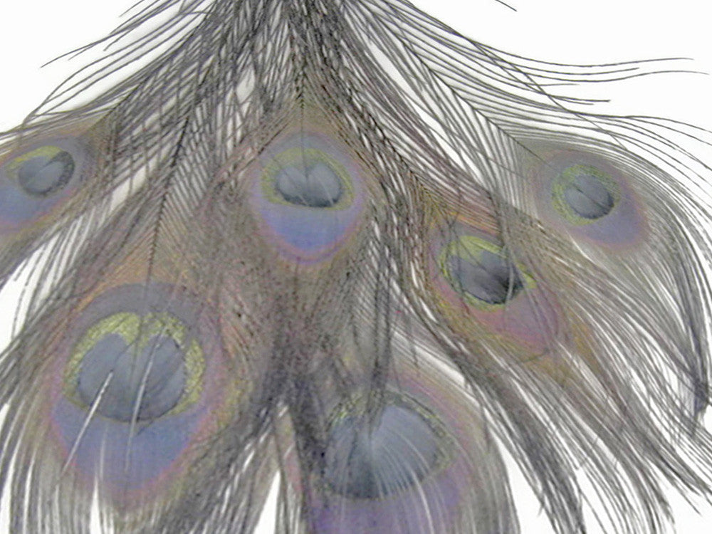 100 Pieces – Silver Gray Bleached & Dyed Peacock Tail Eye Wholesale Feathers (Bulk) 10-12” Long
