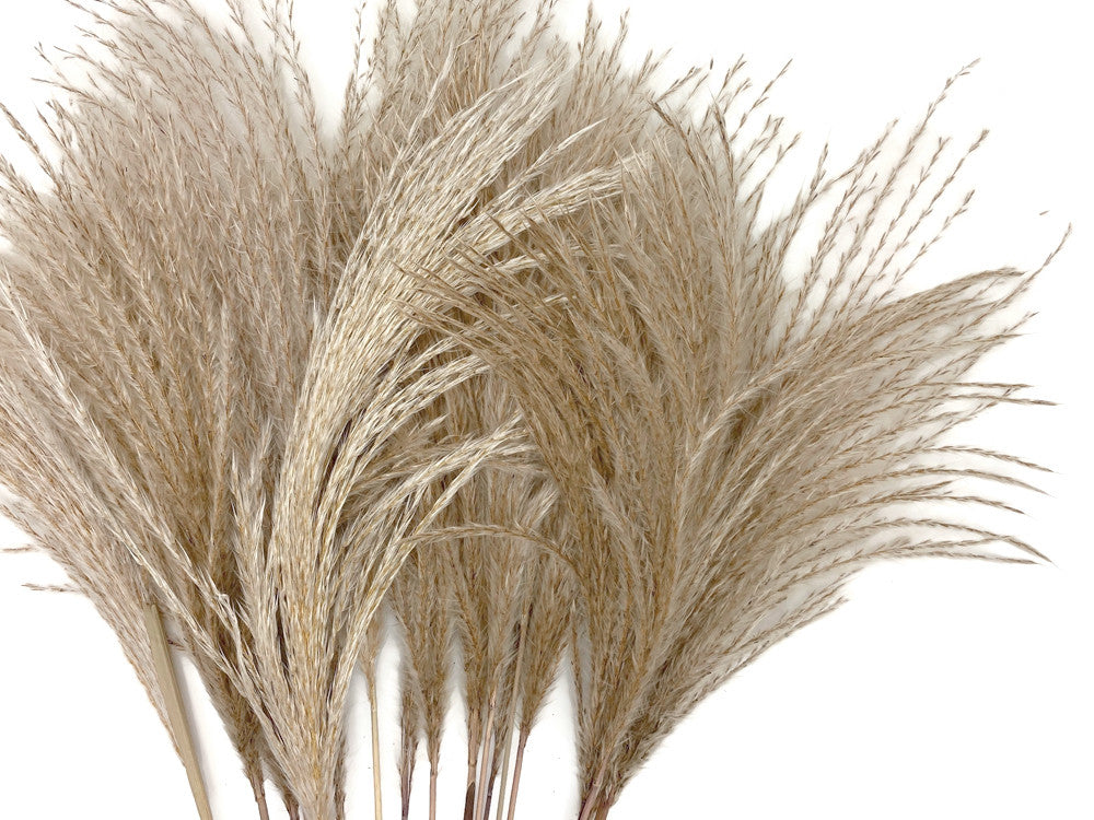 10 Pieces - 14-16" Natural Ivory Preserved Dried Horsetail Whisk Plume Reed Grass