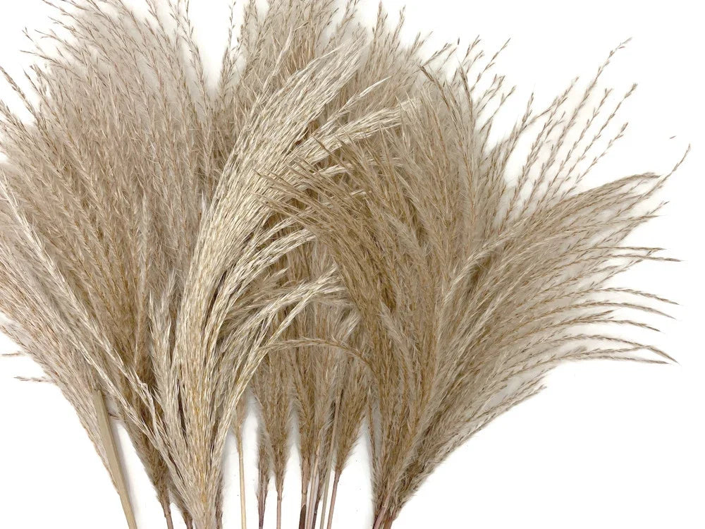 Dried beige pampas grass stalks for bohemian home décor and DIY floral arrangements.