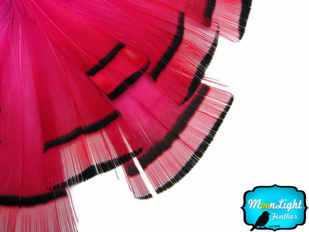 1 Dozen - Hot Pink Golden Pheasant Tippet Feather