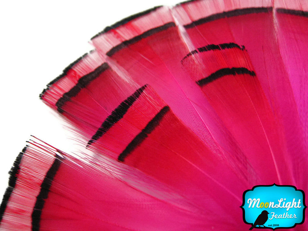 1 Dozen - Hot Pink Golden Pheasant Tippet Feather