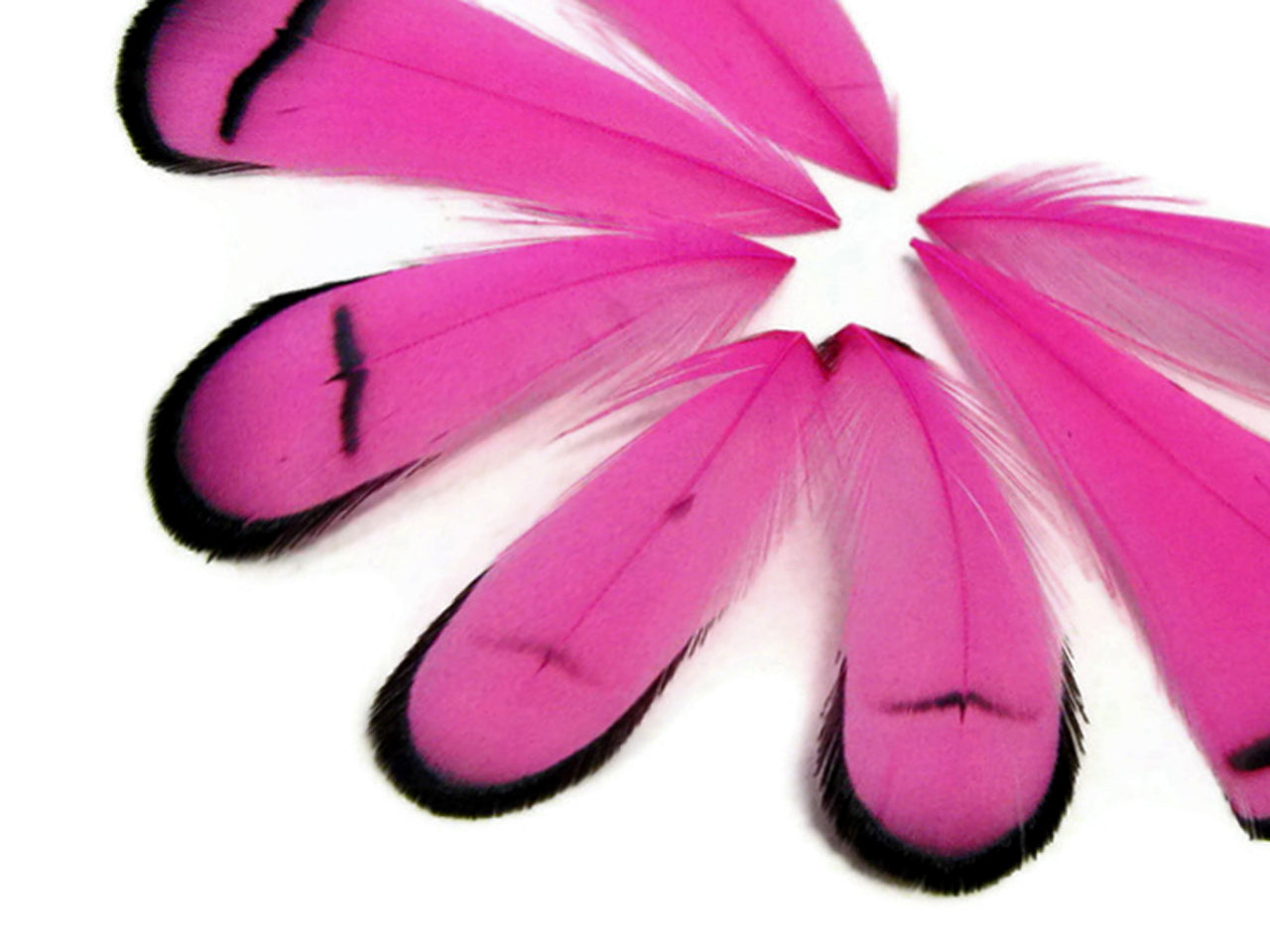 1 Dozen - Dyed Hot Pink Lady Amherst Pheasant Tippet Feathers