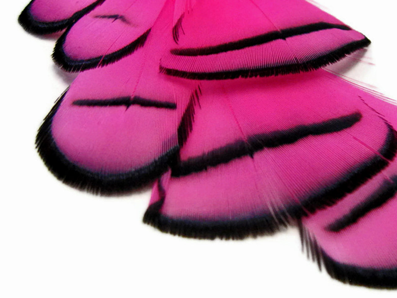1 Dozen - Dyed Hot Pink Lady Amherst Pheasant Tippet Feathers