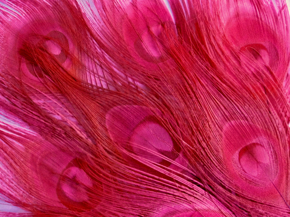 50 Pieces – Hot Pink Bleached & Dyed Peacock Tail Eye Wholesale Feathers (Bulk) 10-12” Long
