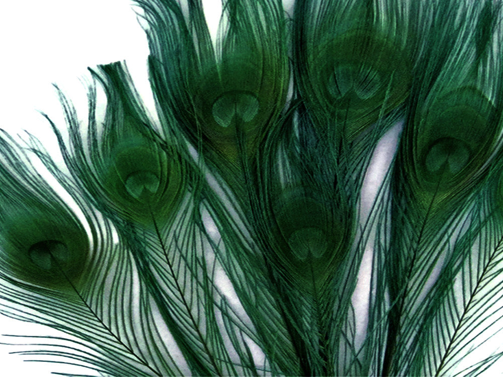 50 Pieces – Hunter Green Bleached & Dyed Peacock Tail Eye Wholesale Feathers (Bulk) 10-12” Long