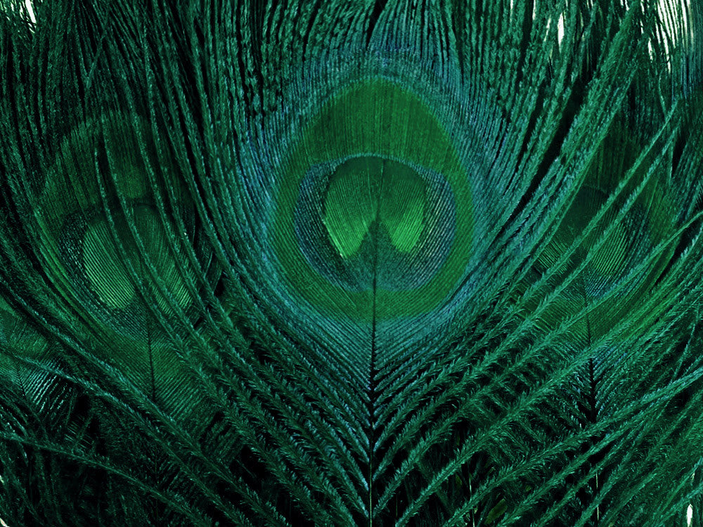 50 Pieces – Hunter Green Bleached & Dyed Peacock Tail Eye Wholesale Feathers (Bulk) 10-12” Long