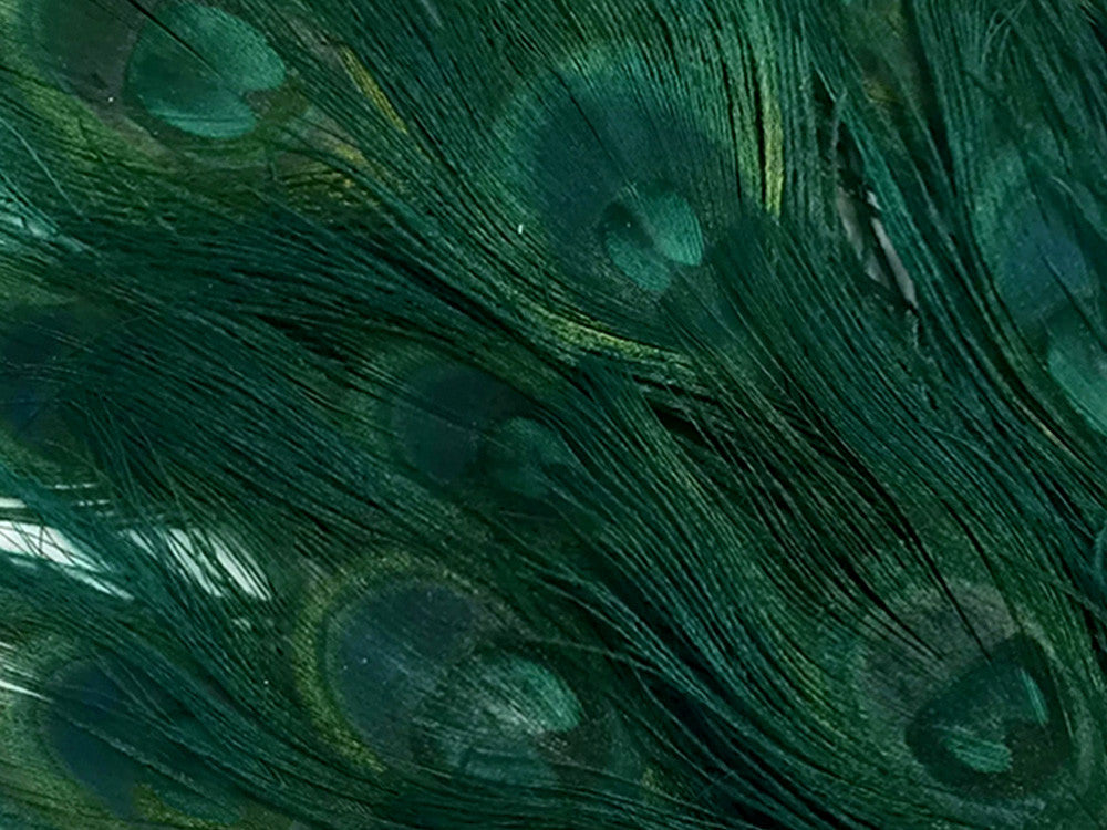 50 Pieces – Hunter Green Bleached & Dyed Peacock Tail Eye Wholesale Feathers (Bulk) 10-12” Long