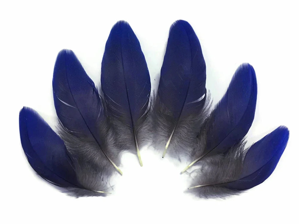 Six vibrant deep blue feathers arranged in a semi-circle on a white background.