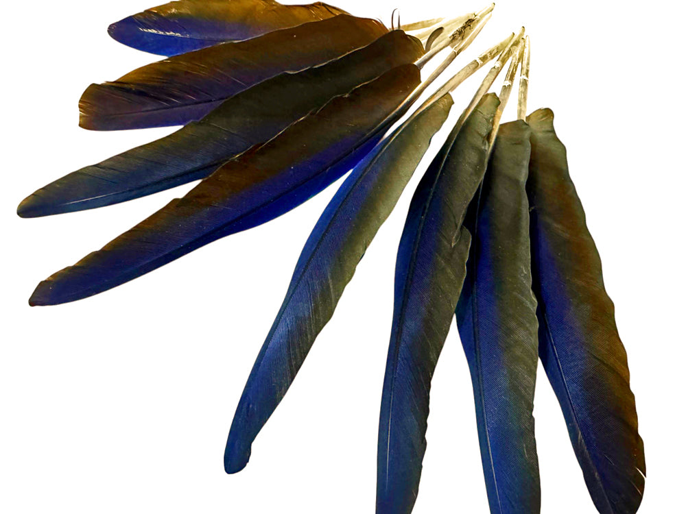 4 Pieces - Navy Blue Hyacinth Macaw Small Wing Feathers - Rare -