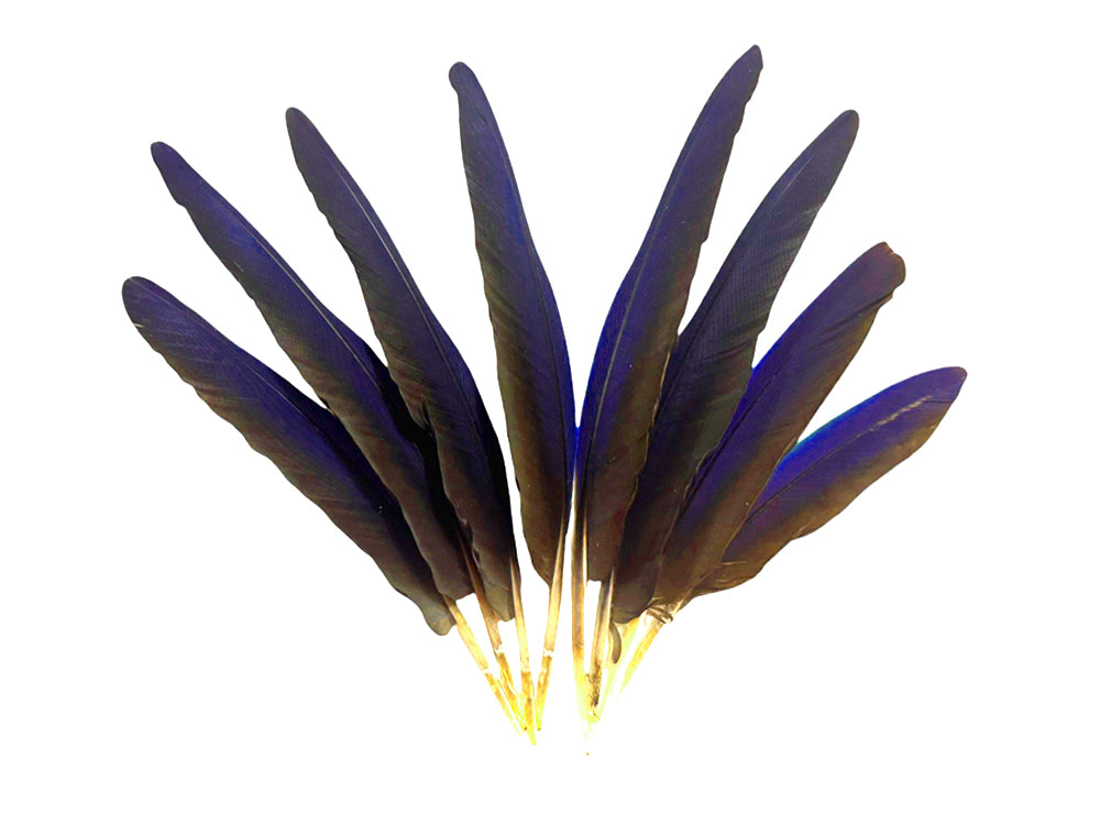 4 Pieces - Navy Blue Hyacinth Macaw Small Wing Feathers - Rare -