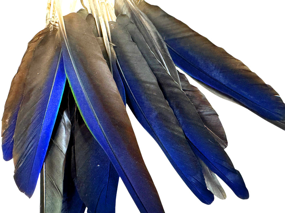 4 Pieces - Navy Blue Hyacinth Macaw Small Wing Feathers - Rare -