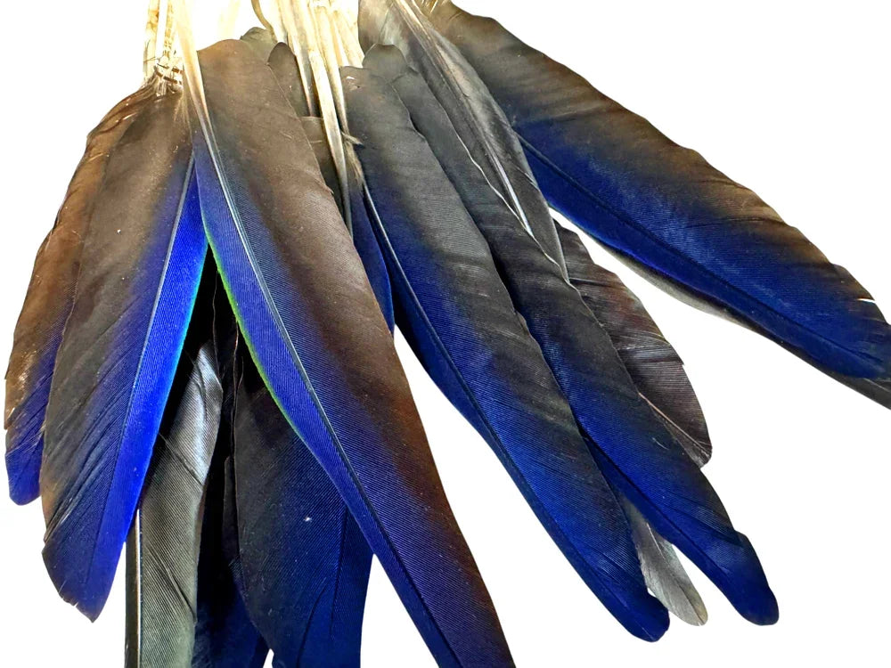 Bundle of iridescent blue and black craft feathers against a white background