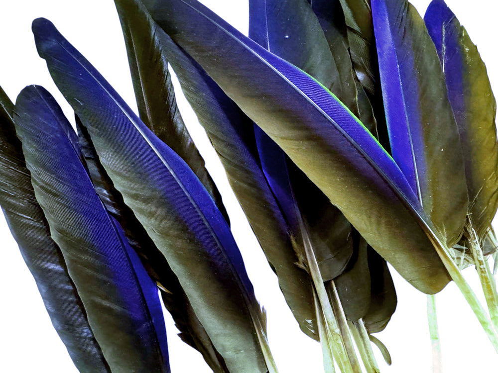 4 Pieces - Navy Blue Hyacinth Macaw Small Wing Feathers - Rare -
