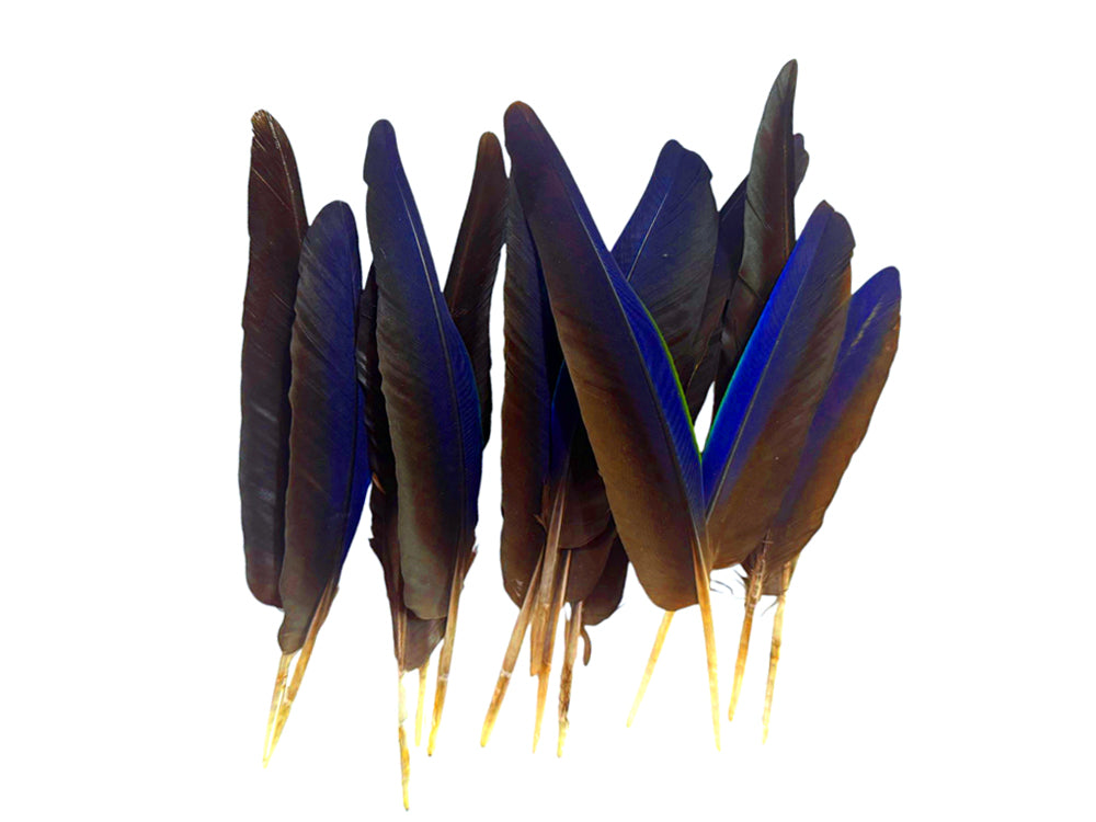 4 Pieces - Navy Blue Hyacinth Macaw Small Wing Feathers - Rare -