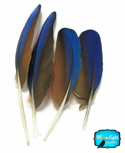 4 Pieces - Iridescent Blue And Red Greenwing Macaw Feather -Rare-