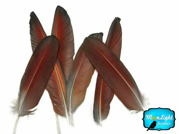 4 Pieces - Iridescent Blue And Red Greenwing Macaw Feather -Rare-