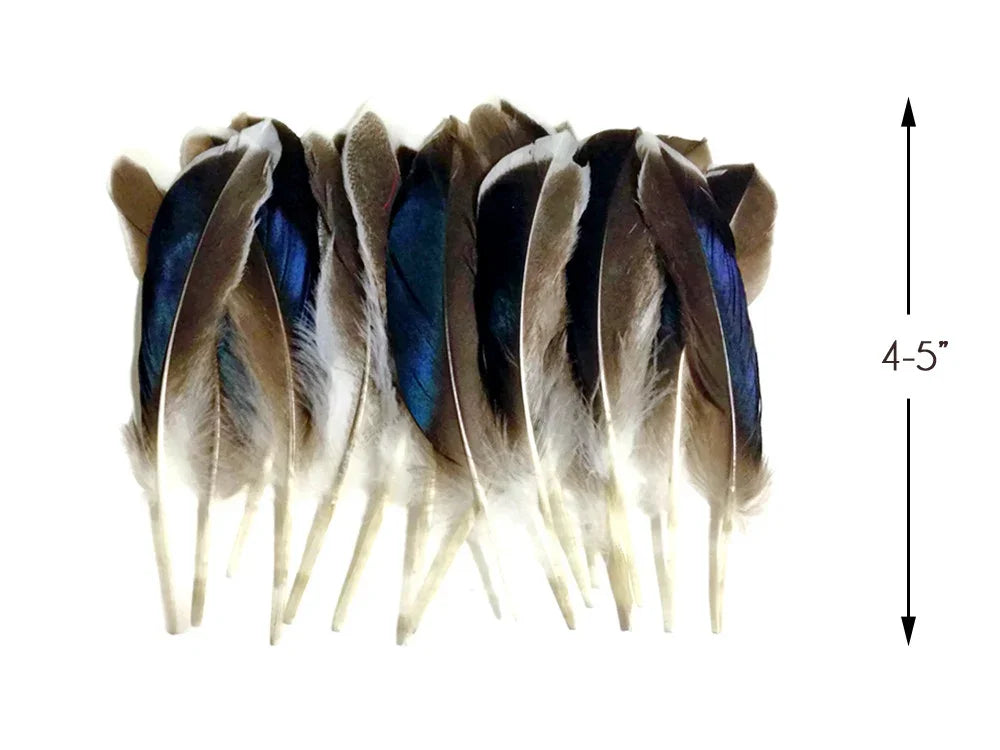 Natural blue and brown decorative feathers for crafts, 4-5 inches long.
