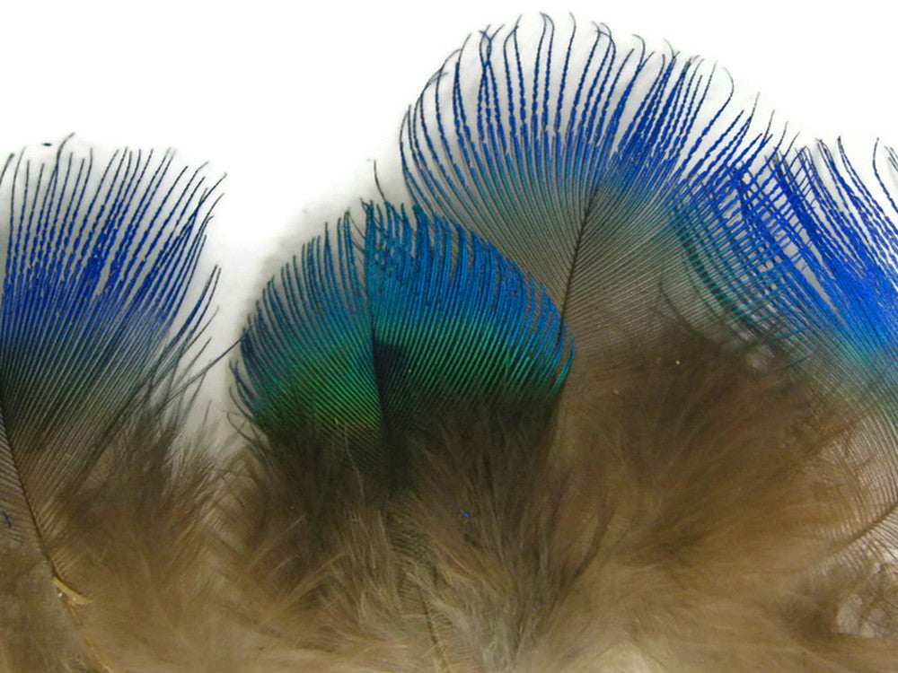 10 Pieces - Iridescent Blue Peacock Body Plumage Feathers