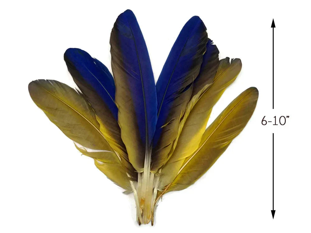 Blue and gold natural feathers for crafts and fashion decor, 6-10 inches long.