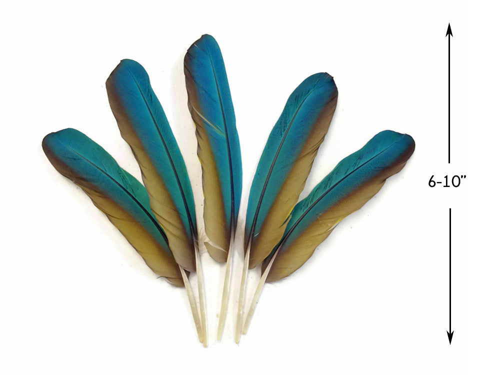 Five teal and gold ombre craft feathers, 6-10 inches long, for DIY fashion and decor.
