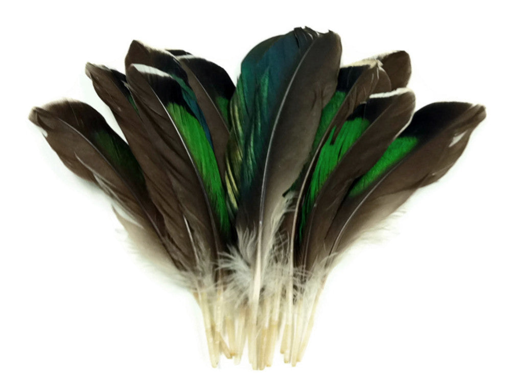 10 Pieces - Iridescent Green Mallard Duck Wing Feathers