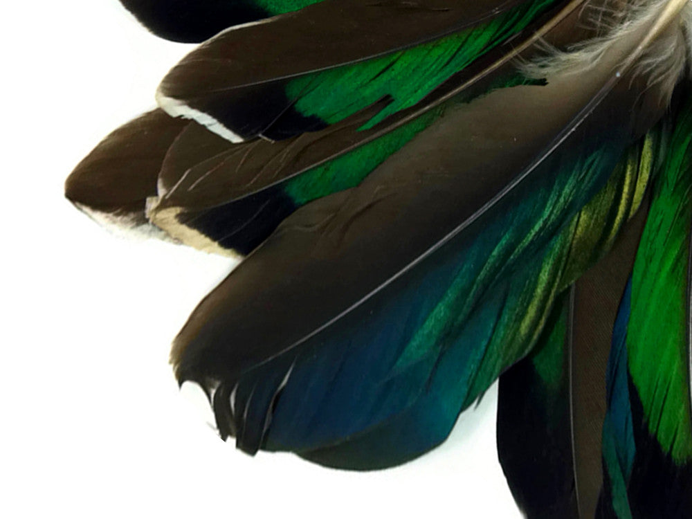 10 Pieces - Iridescent Green Mallard Duck Wing Feathers
