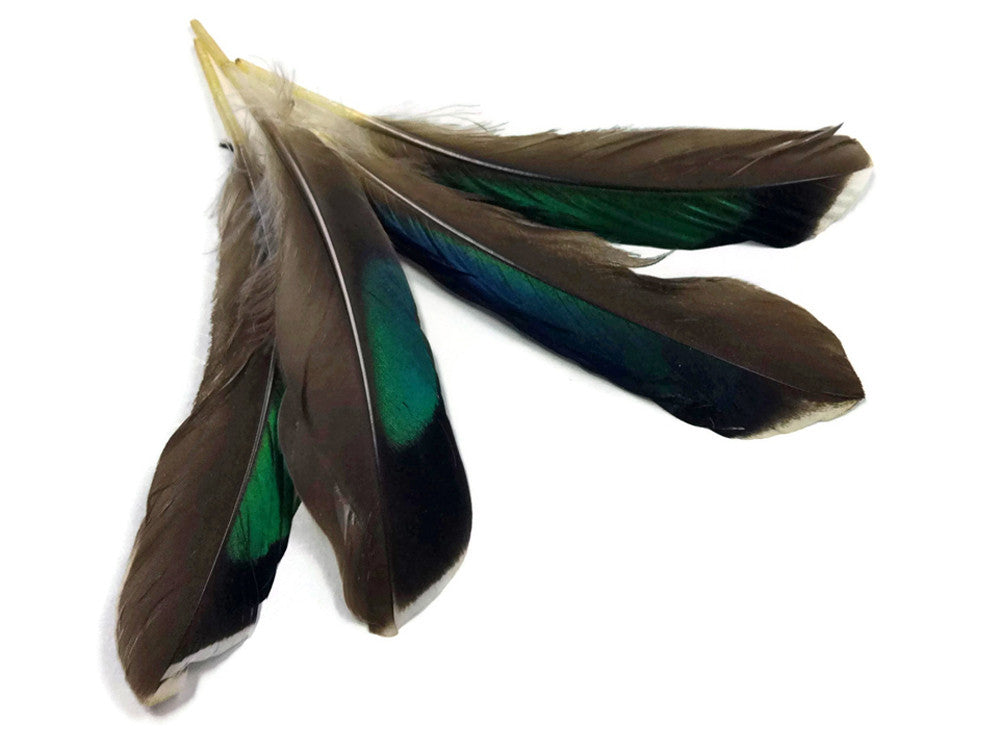 10 Pieces - Iridescent Green Mallard Duck Wing Feathers